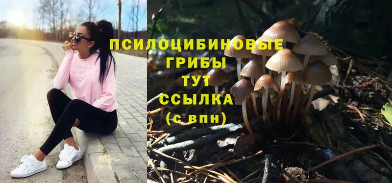 OMG ONION  Каргополь  Галлюциногенные грибы Magic Shrooms 